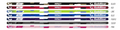 Goldline Impact Fiberlite Broom